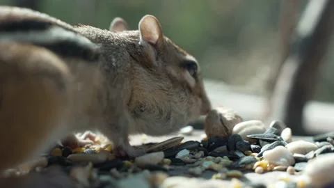 Chipmunk cheeks full  動画素材 196763792