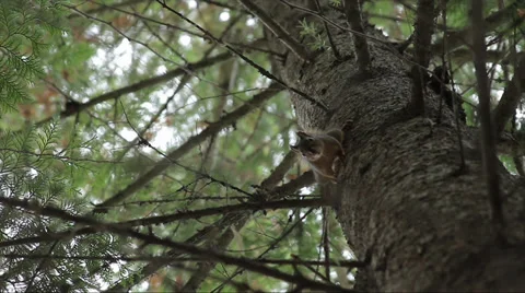Chipmunk Chirping in Tree Stock Footage 32235086