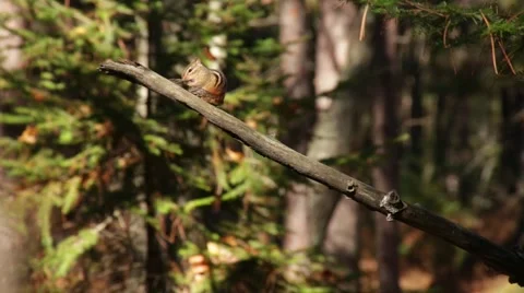 Chipmunk cleaning itself on a wobbly branch Stock Footage 46132958