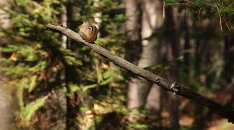 Chipmunk cleaning on a stick Stock Footage 44212055