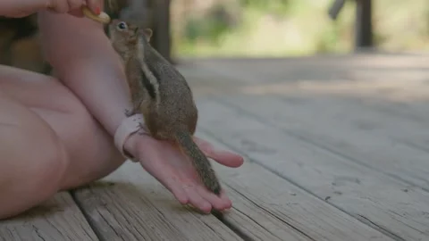 Chipmunk climbing woman's arm and grabbing Peanut Slow mo Stock Footage 207937182