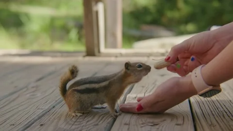 Chipmunk climbing woman's arm to grab peanut Slow Mo Stock Footage 207957535
