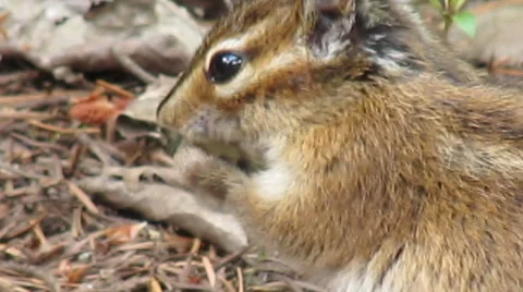 Chipmunk Close Up  in Canadian Forest Stock-Footage 39417171