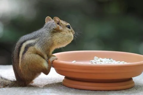 Chipmunk - Contemplative Stock Photos