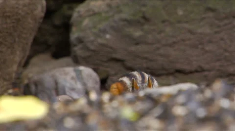 Chipmunk CU Vídeo Stock 1059742