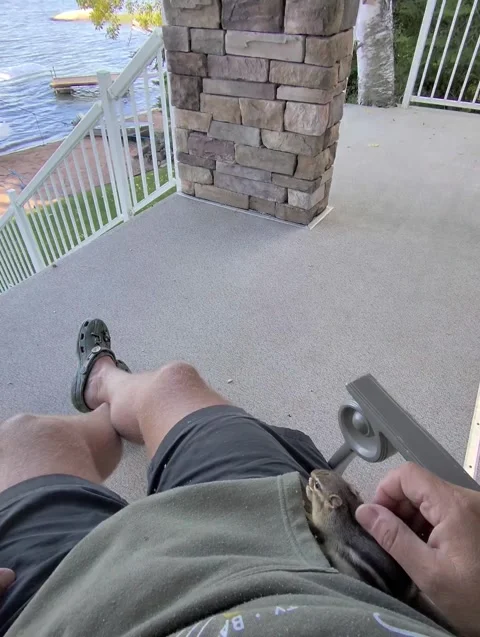 Chipmunk Cuddles Up and Nibbles On Peanuts By A Lake, Manitoba, Canada - 19 Sep  Stock Footage 346645781
