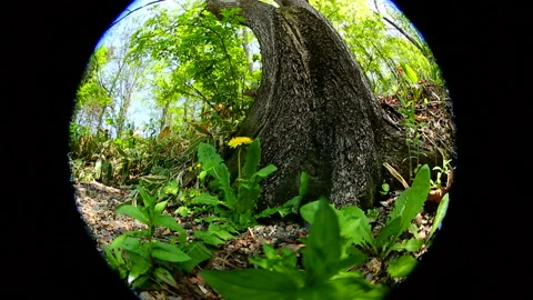 Chipmunk Dandelion Stock-Footage 332406279