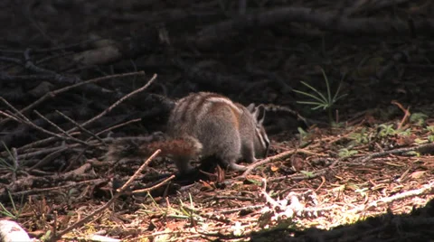Chipmunk digging for nuts at Yosemite National Park 스톡 동영상 37585807