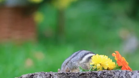 Chipmunk digs for seeds and gets paranoid someone is watching Video stock 98116326