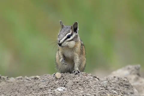 Chipmunk on a dirt mound. Stock Photos