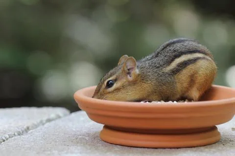 Chipmunk - in dish Stock Photos