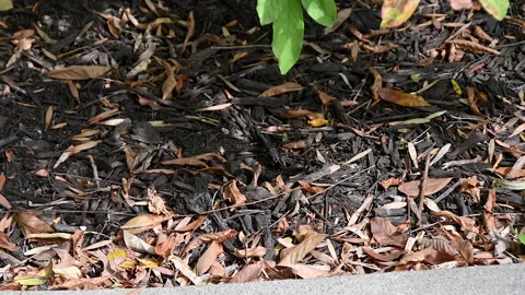 Chipmunk Dives in a Hole Stock Footage 232633408