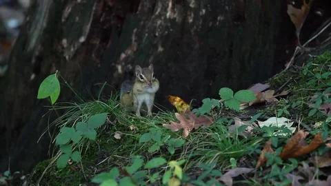 Chipmunk doing what chipmunks do best in grass and leaves Stock Footage 91375955