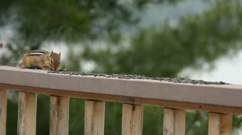 CHIPMUNK DONNY Video stock 20430401