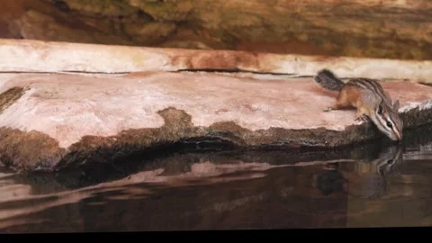 Chipmunk drinking gets interrupted by squirrel Stock Footage 282310892