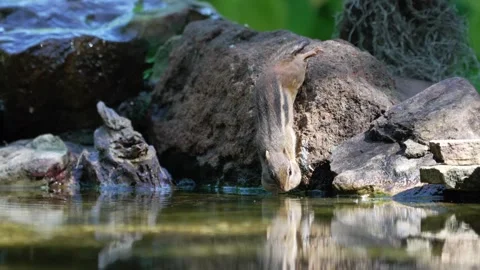 Chipmunk drinking water from rocky river in serene natural habitat Vídeos de archivo 334664630