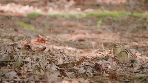 Chipmunk on dry leaves and pine needles eating a nut Stock-Footage 246943811