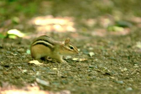 Chipmunk eating 1 Stock Photos