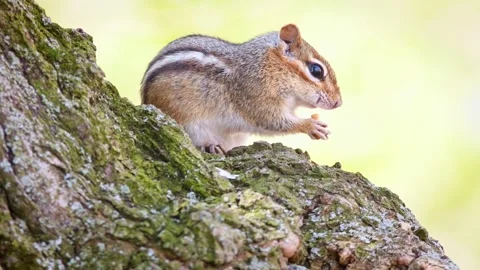 Chipmunk eating almonds Stock Footage 270447581