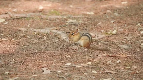 Chipmunk eating and scratching itself before looking for more food Stock-Footage 246943837