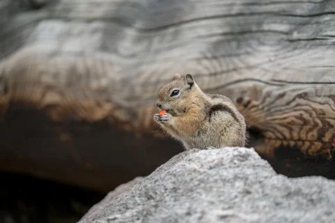 Chipmunk Eating Candy Stock Photos