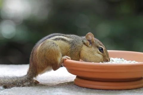 Chipmunk -  eating from dish Stock Photos