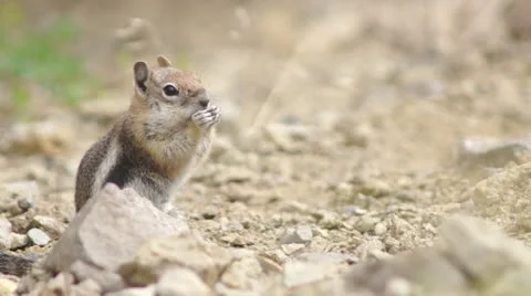 Chipmunk eating Stock Footage 26074878