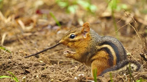 Chipmunk eating Видео 95842305