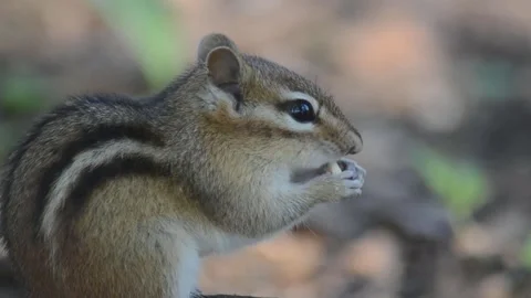 Chipmunk eating Video stock 130801784