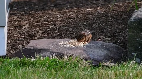 Chipmunk eating Stock Footage 244487899