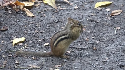 Chipmunk eating, foraging for food. Camera zoom in tracks, follows Stock Footage 81772878