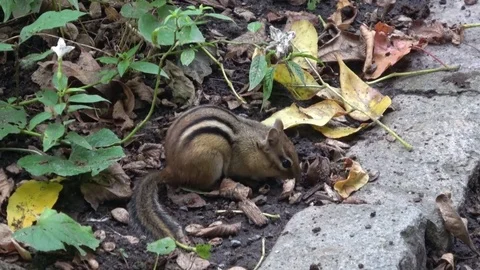 Chipmunk eating, foraging for food. Camera zoom in Stock Footage 81772887