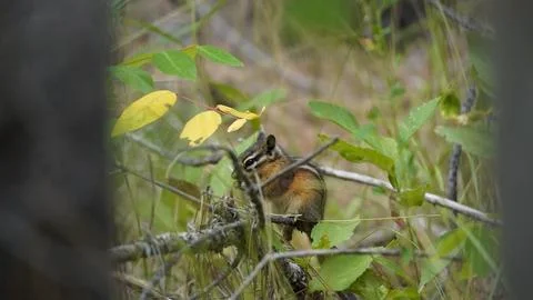Chipmunk eating grass on a branch Stock Photos