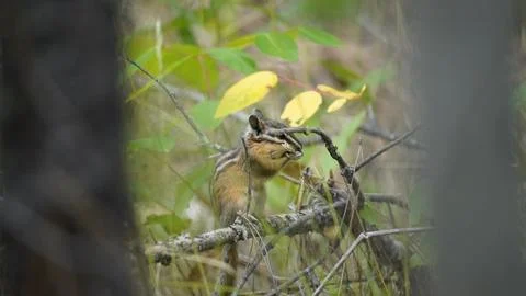 Chipmunk eating grass on a branch Stock Photos