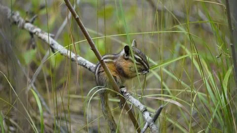 Chipmunk eating grass on a branch Stock Photos
