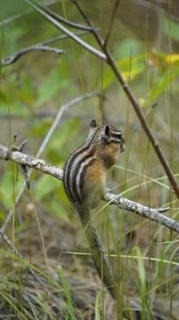 Chipmunk eating grass on a branch Stock Photos