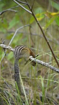 Chipmunk eating grass on a branch Stock Photos