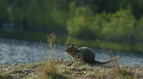 Chipmunk eating on a grass Stock Footage 124617