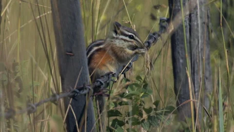 Chipmunk eating grass seeds on barbed wire fence,  slomo 4k Stock Footage 280446529