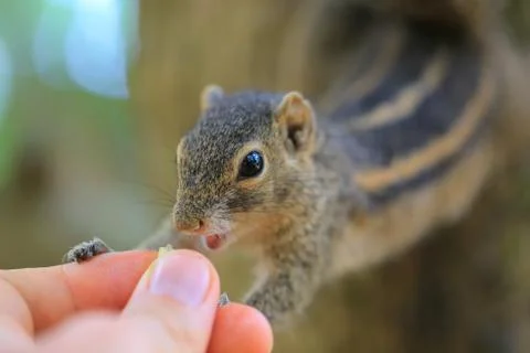 Chipmunk eating from hand Fotos Stock
