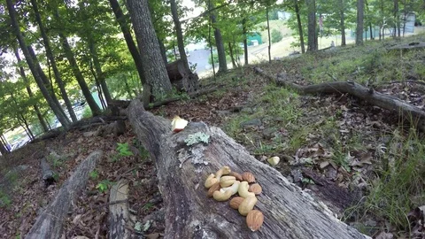 Chipmunk Eating on a log Stock Footage 70712994