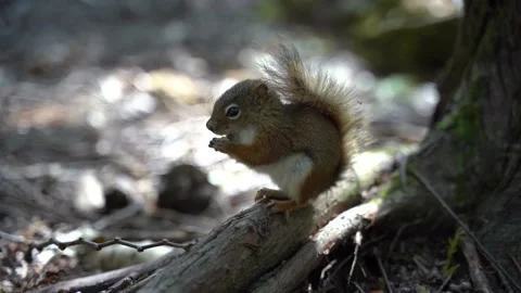 Chipmunk eating a nut Stock Footage 142965619