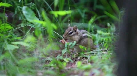 Chipmunk eating a nut funny Stock Footage 52169736