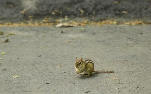 Chipmunk Eating Nut Stock Photos