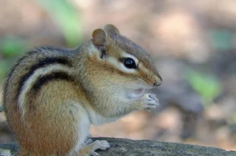 Chipmunk eating a nut 写真素材