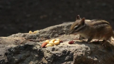 Chipmunk eating nuts Stock Footage 43221940