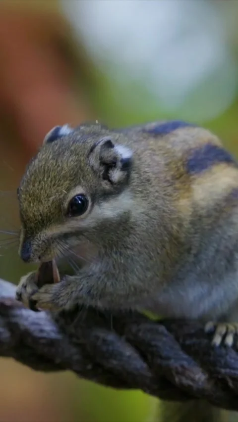 Chipmunk eating nuts from a human hand while sitting on a rope, close up Видео 316485891