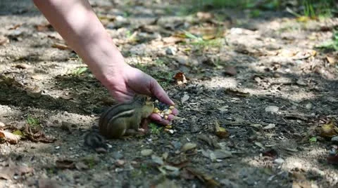 Chipmunk eating out of hand Stock Footage 12525319