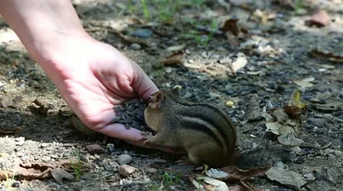 Chipmunk eating out of hand Stock Footage 12525329