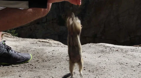 Chipmunk Eating out of Hand Stock Footage 32270345